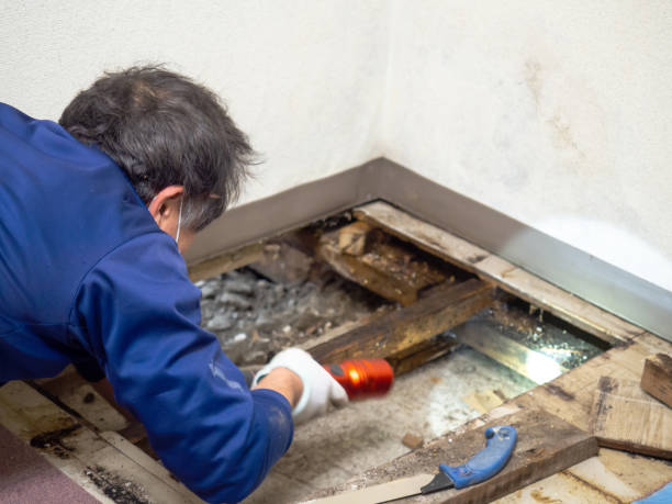 Best Crawl Space Mold Remediation in Piqua, OH