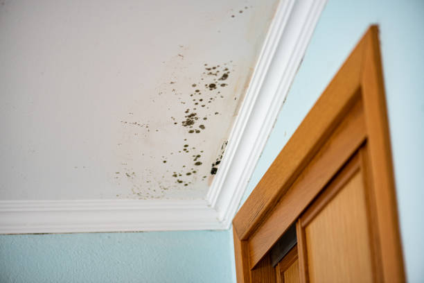 Best DIY Mold Remediation Support Services in Piqua, OH
