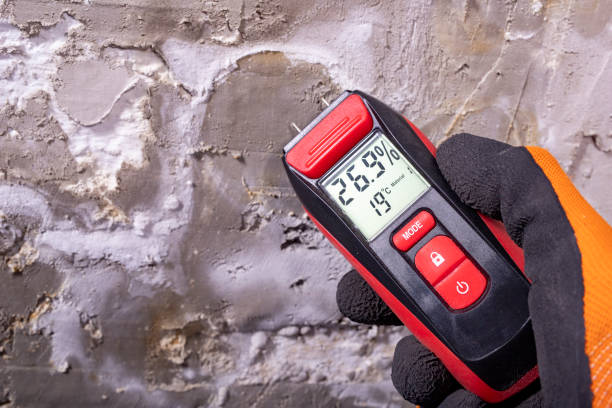 Best White Mold Remediation in Piqua, OH
