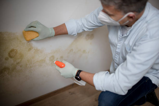Best Industrial Mold Remediation in Piqua, OH