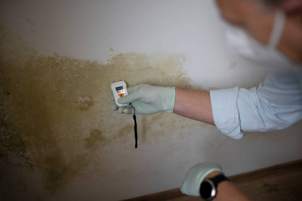 Best Mold Remediation for Specific Building Types in Piqua, OH
