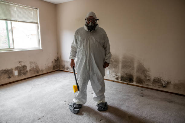 Best Residential Mold Remediation in Piqua, OH